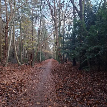 Dromen Op De Veluwe